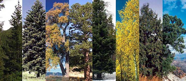 Colorado Tree Care